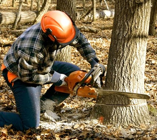 Tree Removal in Georges Mills, NH
